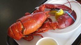 image of american_lobster #1