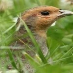 image of bird