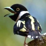 image of bird