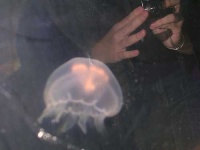 image of jellyfish