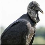image of bird