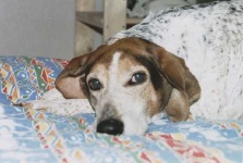 image of walker_hound