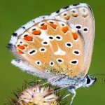 image of animal
