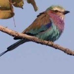 image of bird