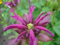 image of flower