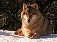 image of dhole