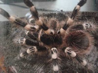 image of tarantula