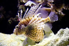 image of lionfish