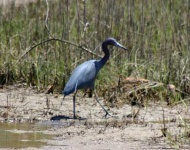image of little_blue_heron