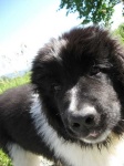 image of newfoundland