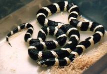 image of king_snake