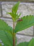 image of leafhopper
