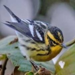 image of bird