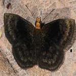image of animal
