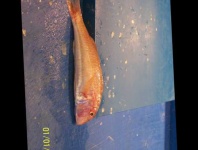 image of fish