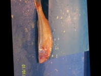 image of striped_red_mullet #16