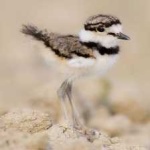 image of bird