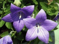 image of flower