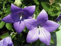 image of balloon_flower #25