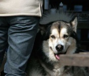 image of malamute