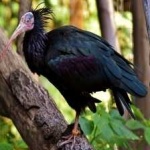 image of northern_bald_ibis #5