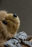 image of teddy