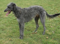 image of scottish_deerhound