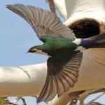 image of bird