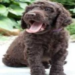 image of american_spaniel #12