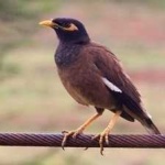 image of bird