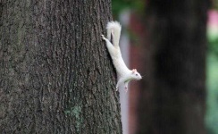 image of animal