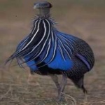 image of bird