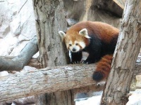 image of lesser_panda #13