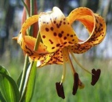 image of flower