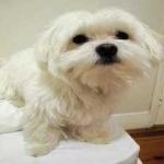 image of animal