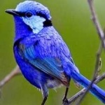 image of bird