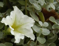 image of flower