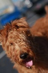 image of irish_terrier #2