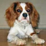 image of animal