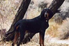 image of black_and_tan_coonhound