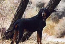 image of black_and_tan_coonhound #2