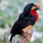 image of bearded_barbet #27