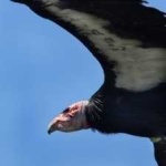 image of bird