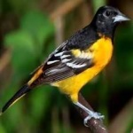 image of bird