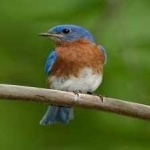 image of bird