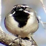 image of black_throated_sparrow #4