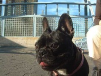 image of french_bulldog #9