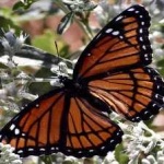 image of animal