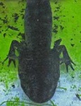 image of axolotl
