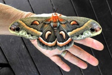 image of moth #8